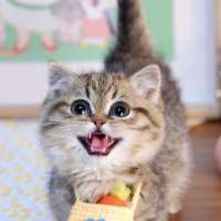 志设网知名优秀设计师：用户206614