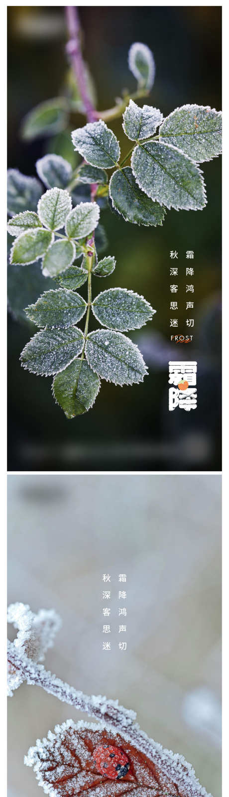 霜降微信海报_源文件下载_AI格式_1200X4953像素-柿子,节气,霜,树叶,霜降,秋天-作品编号:2024041509302875-志设-zs9.com